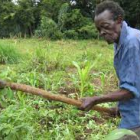 Mr Sefatia Kyirongero attends to his maize He grows traditional crops such as maize, beans and cassava.